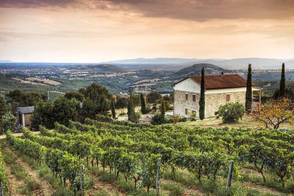 View of an Italian vineyard.