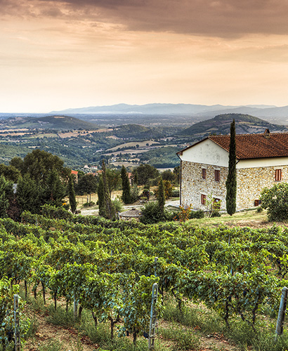 View of an Italian vineyard.